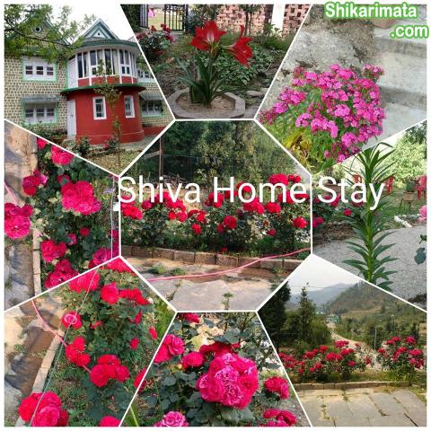 Shiva Home Stay pandavshila Janjehli